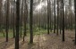 The Lopuchowo Forest where the Jews from Tykocin were shot by the Nazis © Markel Redondo- Yahad-In Unum